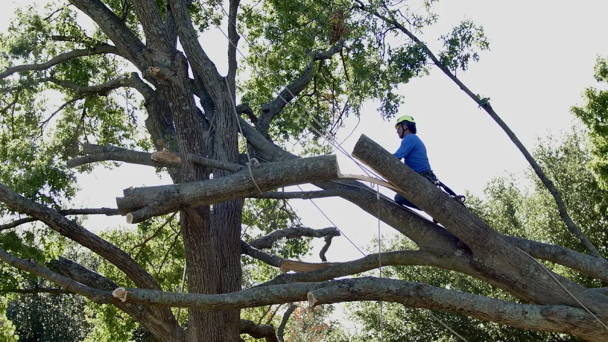 Professional Crown Thinning performed by certified arborists in North Attleboro