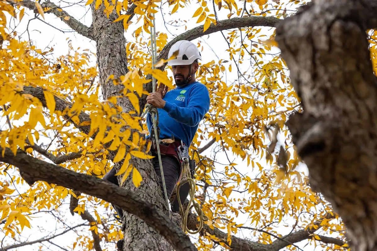 Skilled Tree Planting crew working in North Attleboro