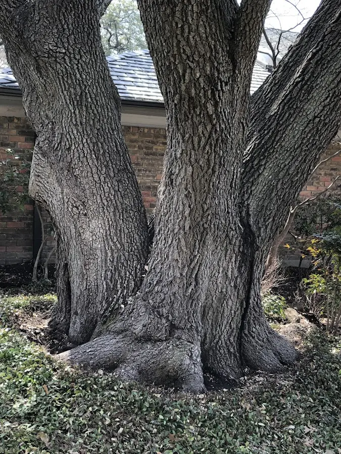 Mature heritage tree close to a North Attleboro property cared for by certified arborists